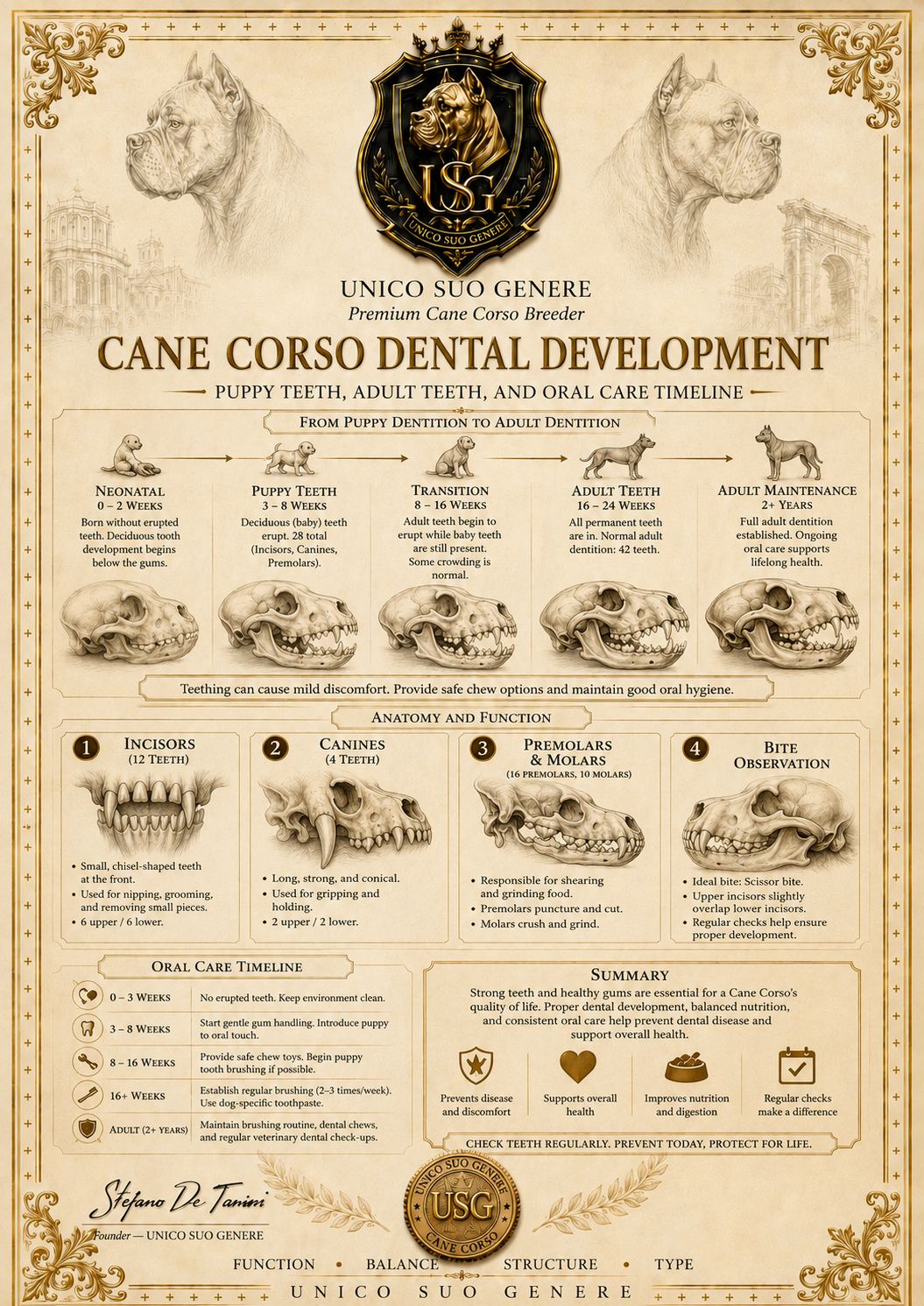 Dental Development